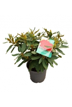 RHODODENDRON ROJO 5L (alt:...