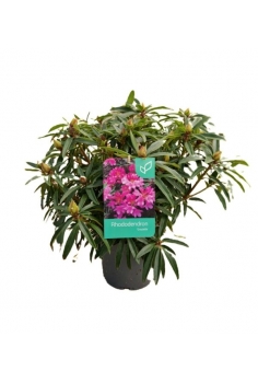 RHODODENDRON LILA 5L (alt:...
