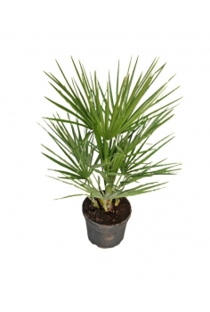 CHAMAEROP HUMILIS 3L (alt:...