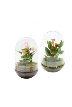 TERRARIO CRISTAL ANTHURIUM...