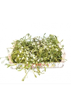 MUERDAGO granel (caja: 50cm...