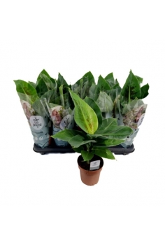 MUSA C-12 (alt: 25cm)...