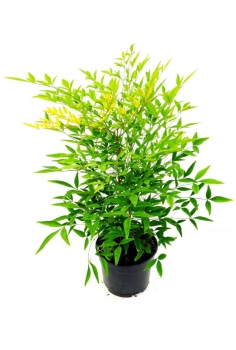 NANDINA 3L (30-35cm)...