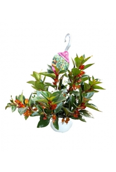 NEMANTHUS GREGARIUS C-15a...