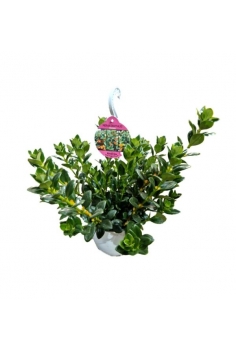 NEMATANTHUS GREGARIUS C-15b...