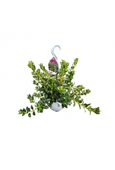 NEMATANTHUS GREGARIUSc C-15...