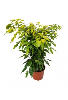 FICUS GOLDY C-22 (alt:...