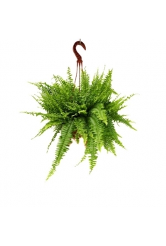 NEPHROLEPIS COLGADOR C-18...