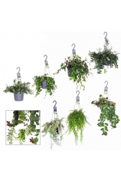 AESCHYNANTHUS MIX C-17...