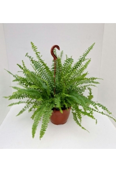 NEPHROLEPIS C-15 (alt:...