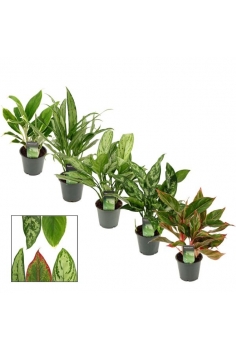 AGLAONEMA MIX C-12 (alt: 35cm)