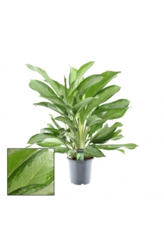 AGLAONEMA CLEOPATRA C-21...