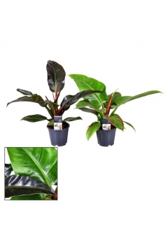 PHILODENDRON IMPERIAL MIX...