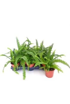 NEPHROLEPIS EXTERIOR C-13...