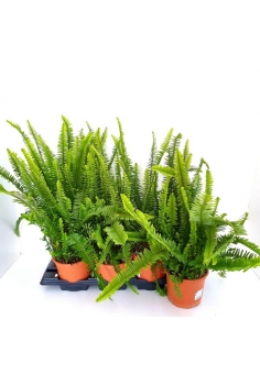 NEPHROLEPIS EXTERIOR 3L...