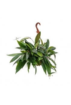 HOYA SILVER C-15 (alt: 35cm...