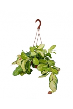 HOYA GOLDEN C-15 (alt: 35cm...