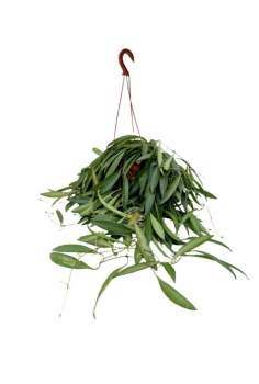 HOYA WAYETTI C-15 (alt:...