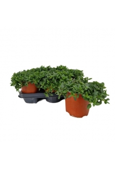 OREGANO C-14 (alt: 20cm)...