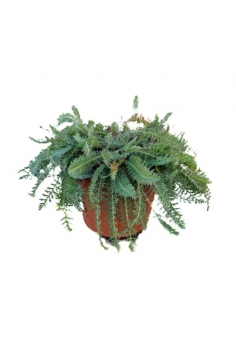 ACHILLEA MILLEFOLIUM...