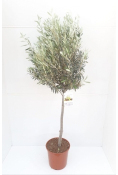 OLIVO COPA C-25 (alt:...