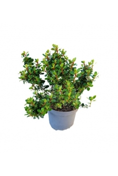 ESCALLONIA 2.5L (alt:...