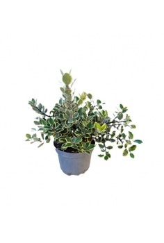 METROSIDEROS EXCELSA...