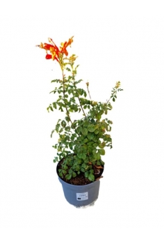 TECOMARIA CAPENSIS 2.5L...