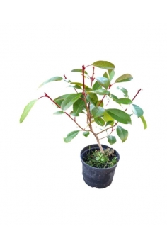 PHOTINIA RED ROBIN 1L (alt:...