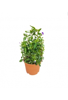 SOLANUM RANTONNETTI AZÚL 5L...