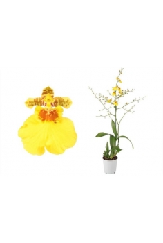 ONCIDIUM C-12 / 1vara (alt:...