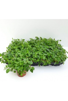ORIGANUM VULGARE C-11...