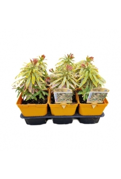 EUPHORBIA MYGDALOIDES ASCOT...