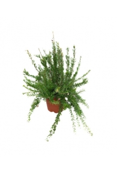 GREVILLEA JUNIPERINA 5L...