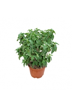 CISTUS RALLETI 5L (alt:...