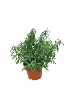 CISTUS PURPUREUS ALAN FRADD...