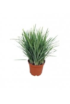 DIANELLA REVOLUTA COOLVISTA...