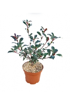 PHOTINIA FRASERII CARRE...