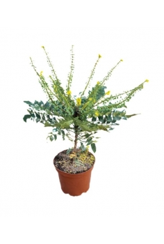 MAHONIA WINTER SUN 5L (alt:...