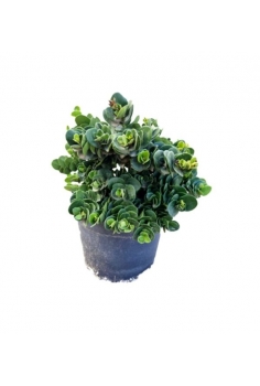 CARISSA MACROCARPA 5L (alt:...