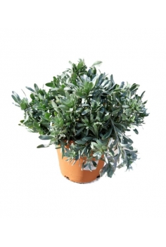 CONVOLVULUS CNEORUM 5L...