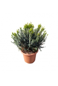 MYRTUS COMMUNIS 10L (alt:...
