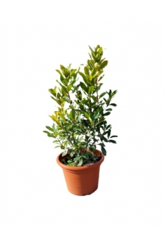ARBUTUS UNEDO 10L (alt:...