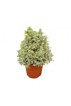 PITTOSPORUM TENUIFOLIUM...