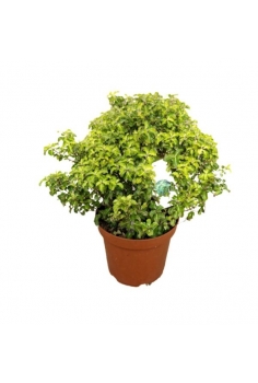 PITTOSPORUM TENUIFOLIUM...