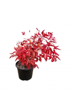 NANDINA BUSLH PINK 3L (alt:...