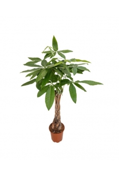 PACHYRA C-20 (alt:...