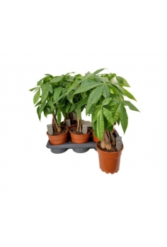 PACHYRA C-20 (alt: 60cm)...