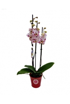 PHALAENOPSIS TACA...
