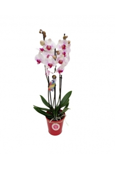 PHALAENOPSIS ROSA...